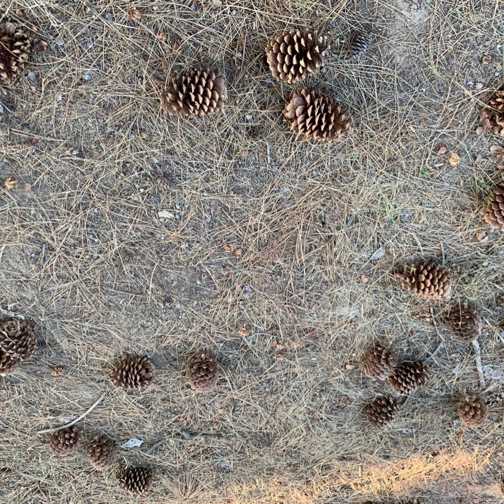 Pinecones - Picture 3 of 4